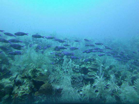 Cardume de peixes azuis durante mergulho em San Andrés, ilha no caribe colombiano